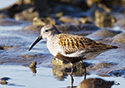 Calidris alpina